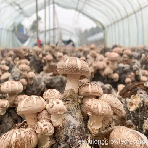 Invernaderos agrícolas de hongos de túnel